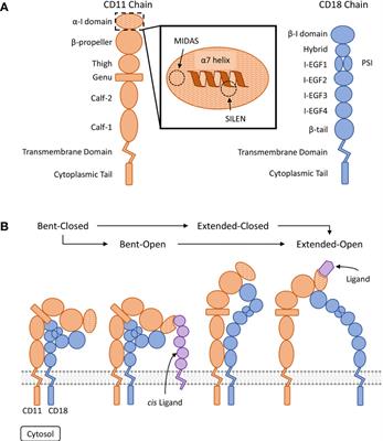 Frontiers | β2 Integrin CD11d/CD18: From Expression to an Emerging